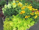 黄色い花の花壇